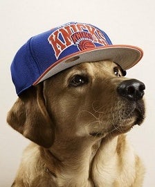 Dog in baseball cap